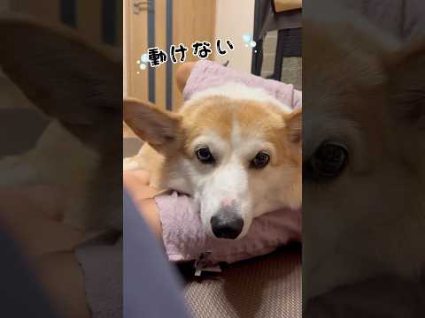 姪っ子とのふれあい🐶抱き枕状態になってます🤭#コーギー #コーギー犬 #わんこ #犬動画 #いぬのいる生活 #抱き枕#わんこ動画 #犬のいる暮らし #犬と子供 #ウェルシュコーギー #いぬ