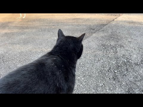 坂道で追いかけてくる黒ねこちゃん　No.８１６　に　２０２４年　１２月４日　１５：００　のくろねこちゃん　black cat