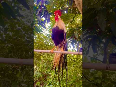 gà gáy liên tục ò ó o #chicken #フクロウの羽ばたき #フクロウ飛ぶ #parrotbeakaseelmurgaladai