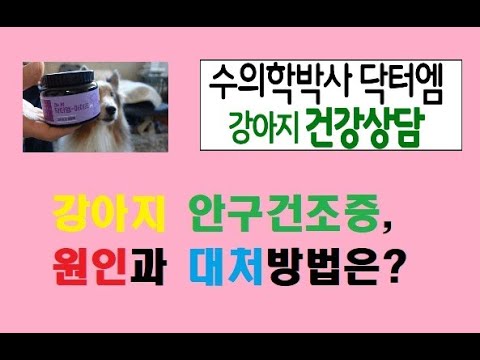 강아지 안구건조증 원인과 대처법