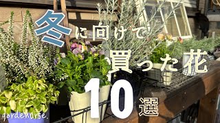 【ガーデニング】おしゃれ庭を目指す玄関前花壇に植える冬の購入苗紹介🌷【看護師の暮らし】