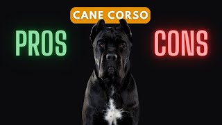 Cane Corso: Should You Get One?