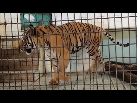 【トラ】【愛媛県立とべ動物園】オウガの唸り声と園内放送。