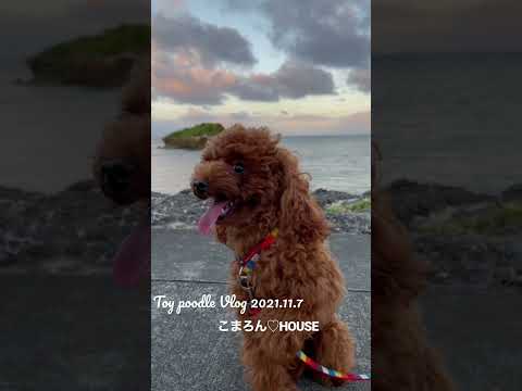 [Vlog] Toy Poodle Purin Vol.7 ~ Take the purin to the sea ~