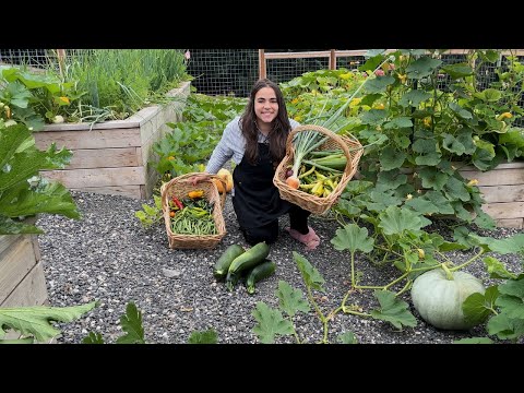 Full August Garden Tour and an Abundant Harvest!