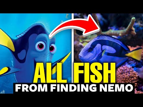 All The Fish From Finding Nemo Explained 🐠