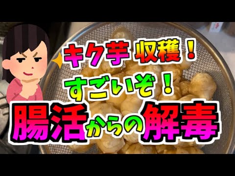 キク芋収穫。やっぱすごい、腸活からの解毒（デトックス）