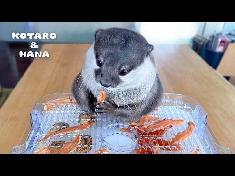 Otters Try Their Favorite Foods as Homemade Jerky!