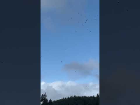 Did The Cyclone Blow These Cormorants Inland? #viralvideo #shorts