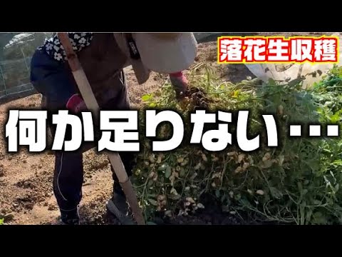 【良いのか悪いのか・・】おおまさりの収穫【落花生】【苦土石灰】【カルシウム・マグネシウム】【土寄せ】