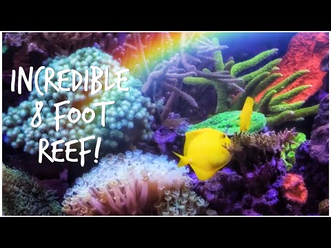 Reef Secrets’ Incredible 8 Foot Reef Display Tank