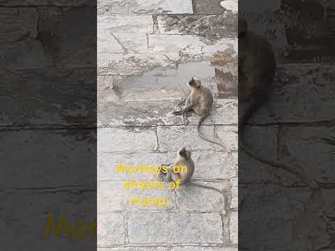 Hampi Tour part2#monkey #langurmonkey #hampi #youtubeshorts #ytshortsindia #ytshorts