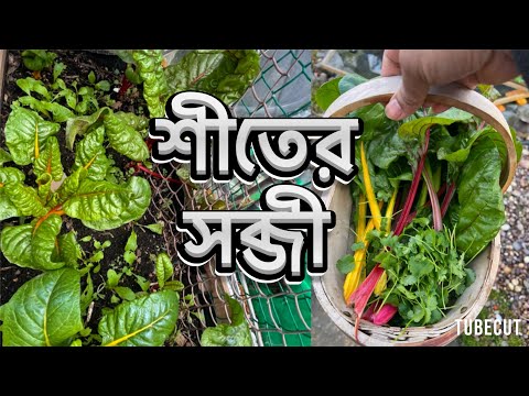 শীতের সব্জী ও বেড তৈরি সম্পূর্ন জৈব সার প্রয়োগ করে ১