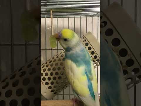 デザートのぶどう #shorts #セキセイインコ #budgie #かわいい #すいちゃん