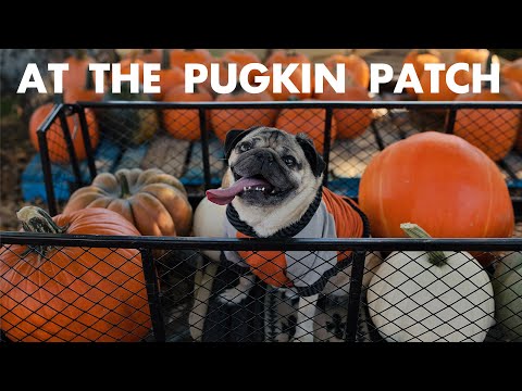 At The Pugkin Patch