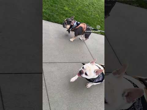 French Bulldog Walkies 🐾 | 🎶 Good Luck, Babe! | Frenchie Trekker TV #Dog #FrenchBulldog