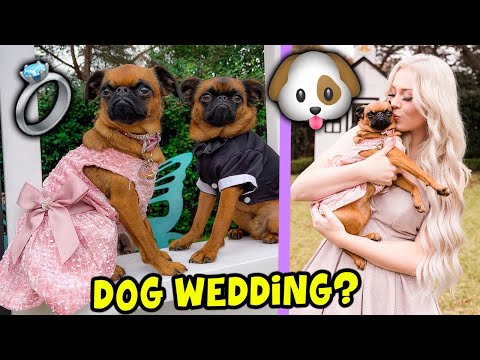 I went to a Dog WEDDING!! (SO CUTE!!)