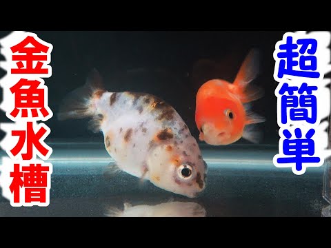 金魚飼育は難しくない！水槽用品の合計金額は？ ○○円！【江戸錦水槽、1年経過】