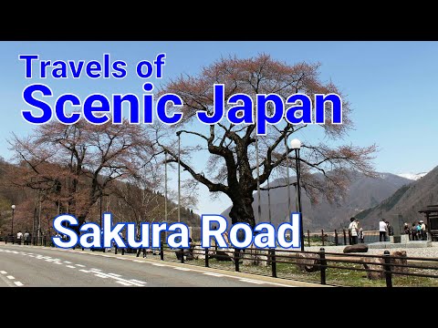 【493】Sakura Road / Travels of Scenic Japan / Tabiator