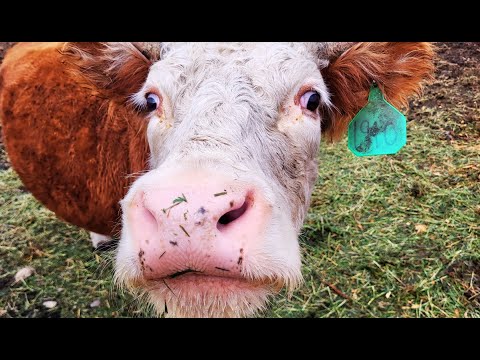 Cows BROKE Feeder and Fence