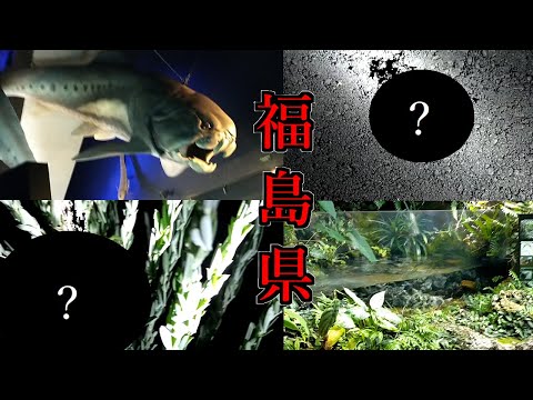 【旅動画】東北ゴリラ、東北最南県に出陣！福島の水族館と自然を満喫するでござる！【お盆遠征旅】