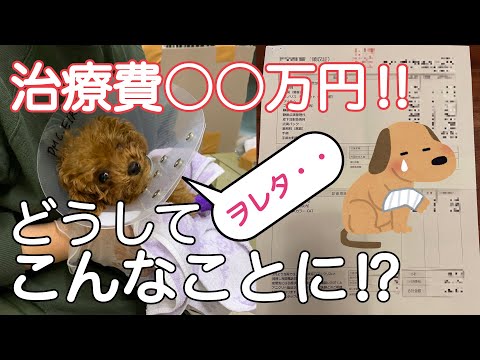 【Emergency!】My toy poodle broke. The cost of treatment has become high.