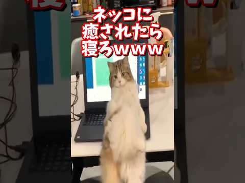 ネッコの動画で癒されたら寝ろｗｗｗ　#2ch #2chまとめ 動物スレ #2ch面白いスレ #動物 #犬 #猫 #癒やし #ねこ動画#ねこ