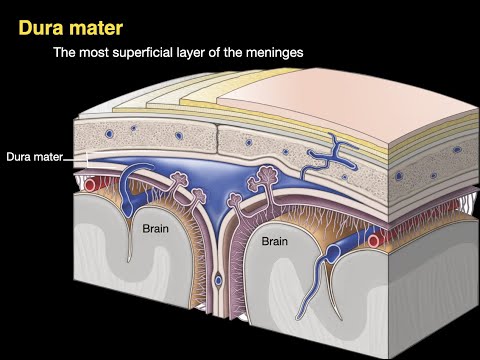 Meninges and Dural venous sinuses