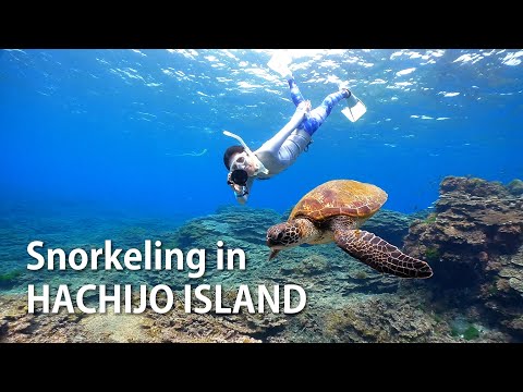 Snorkeling & Freediving in Hachijo Island, Japan｜八丈島でダイビング