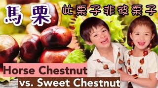 馬栗和板栗如何分辨(Horse Chestnut vs.Sweet Chestnut)栗子做飾物(DIY Chestnut)項鏈,耳环,摆设