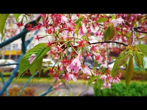 雨中赏樱花，春天的樱花太美了，这是日本大山樱花