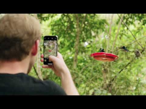 Video Recording Hummingbird | Copyright Free Video Footage