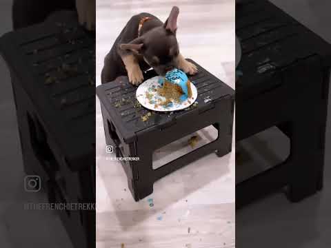 French Bulldog Puppy's First Time Eating Cake #Shorts #Dog | Hamilton Say No to This