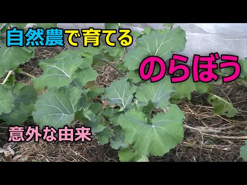 【野良棒】自然農で育てるのらぼう