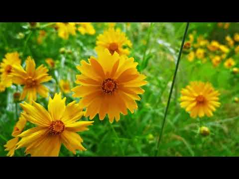 雨中漫步，聆听夏季的雨声，欣赏自然的美景，令人放松的雨声真好听