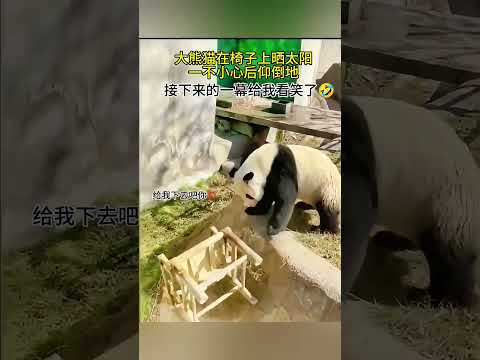 Panda. The giant panda fell down, got angry and threw away the chair. パンダが転んで、怒って椅子を捨てました。