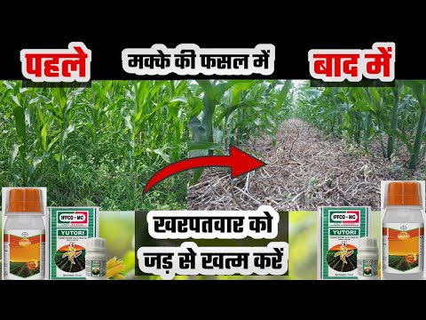 Tembotrion चुन चुन कर करता है खरपतवार का खात्मा | Tembotrion Herbicide Best For Maize