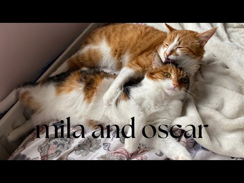 🐈 mila and oscar