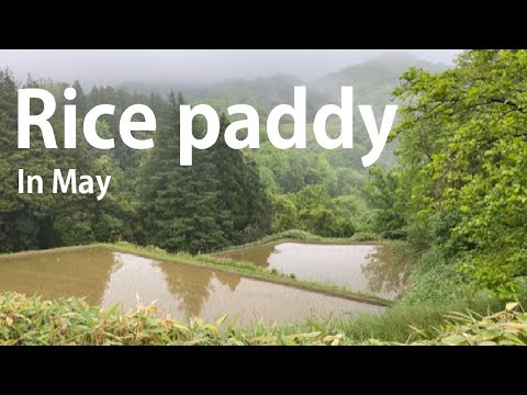 Hidden Japan   60   　北陸の田んぼ　 Rice planting season