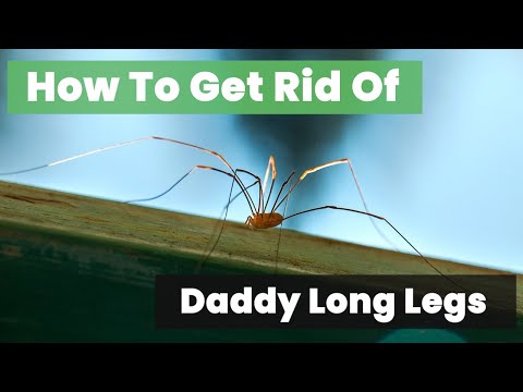 Daddy Long Legs: How to Get Rid of Them Without Any Hassle!