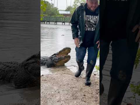 Giant alligator in the rain! #shorts #youtubeshorts #alligator