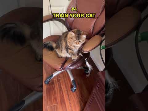 How To Stop Cats From Chewing Cords | Two Crazy Cat Ladies #cats #cattips