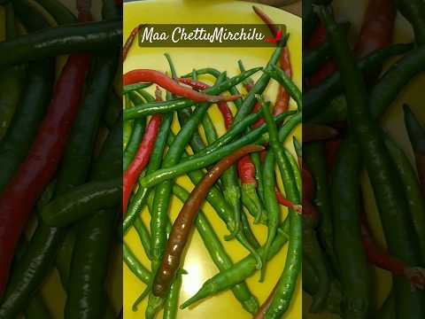 బాల్కనీలో మిర్చీలు#trending #mirchi #chilli #plants