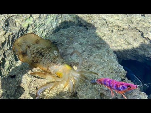 沖縄から秋の釣り旅計画を考える弾丸ライブ