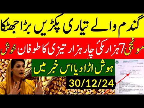 today wheat price in punjab//گندم کا ریٹ/25 '2024/munji makki till sarso/galla mandi rates today1509