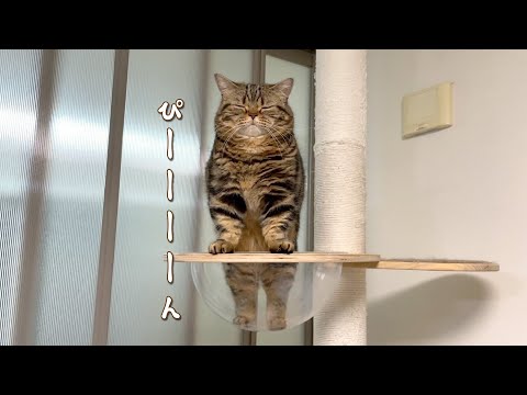 面倒くさそうに起き上がる猫が可愛すぎる…！