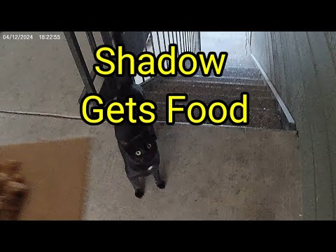 (1419) Shadow Gets Food