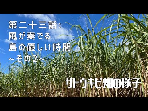 【第二十三話】連作障害を防いでくれる！ 〜 サトウキビ畑の様子 〜