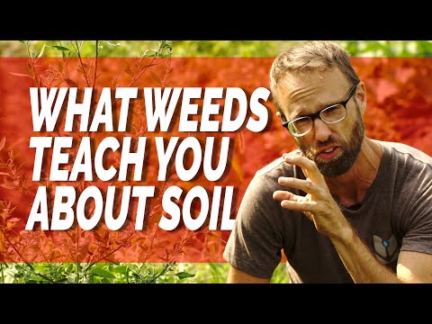 What Do Weeds Tell You About Your Soil?