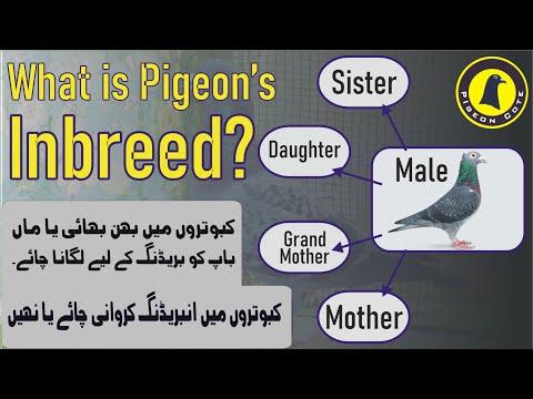 Pigeon's Inbreeding | Pigeon Cross Breeding | Pigeon Cote | Waleed Alam